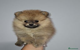 Pomerania perros en venta: Últimos bebes de pomerania - Imagen 1