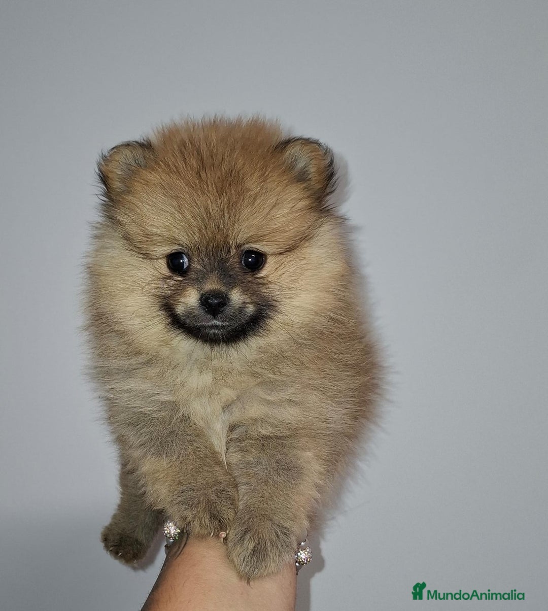 Pomerania perros en venta: Últimos bebes de pomerania - Imagen 1