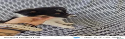 Collie de Pelo Largo perros en venta: Rough collie blue y tricolor  - Anuncio 3