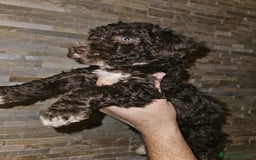 Perro de Agua Español perros en venta: Macho chocolate  - Imagen 2