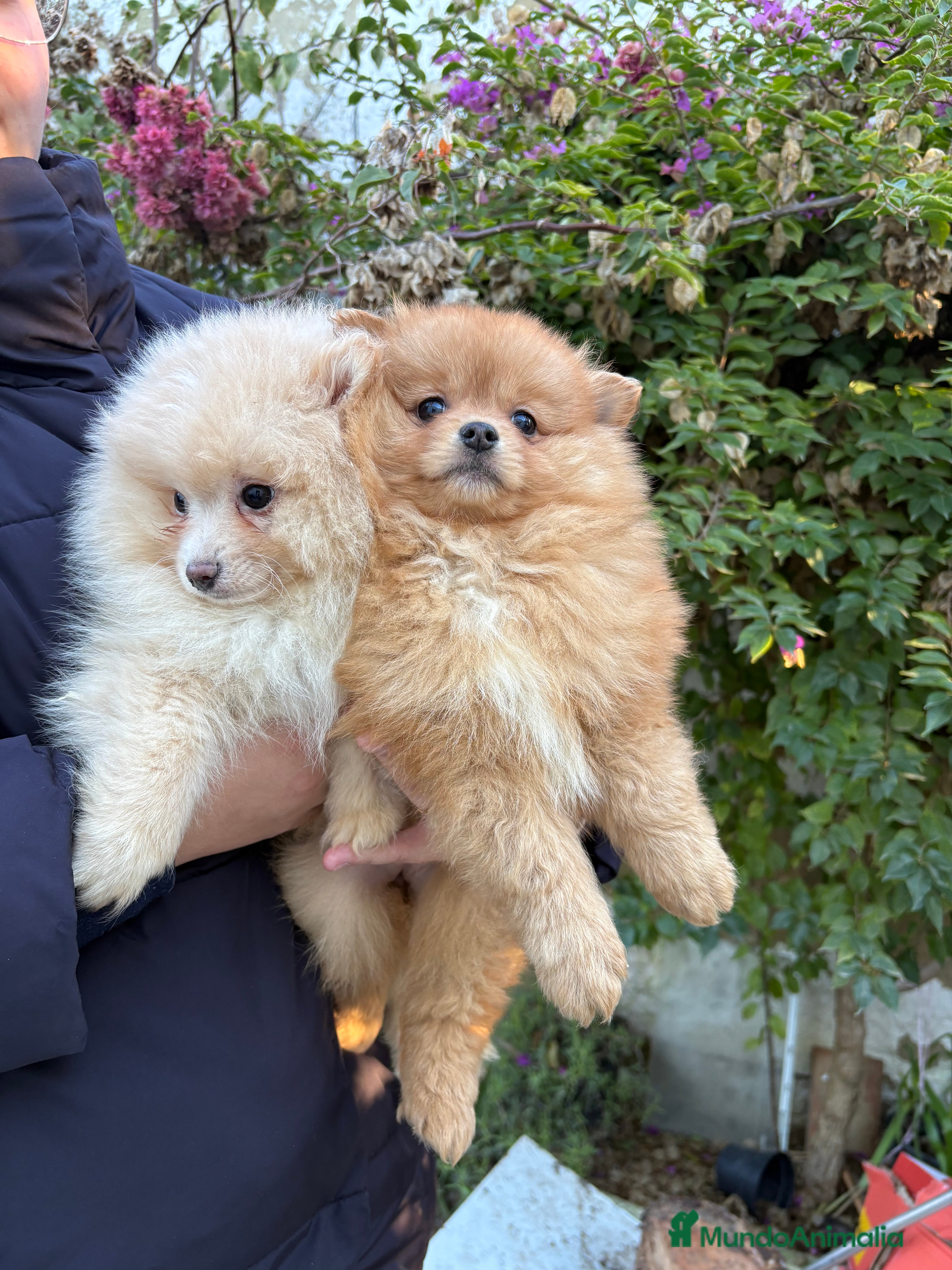 Pomerania perros Hembritas de Pomerania  - Anuncio 5