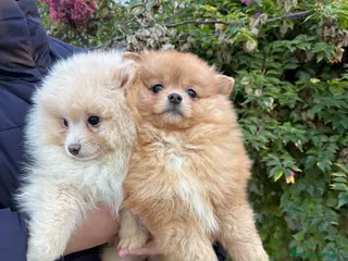 Pomerania perros Hembritas de Pomerania - Anuncio 7