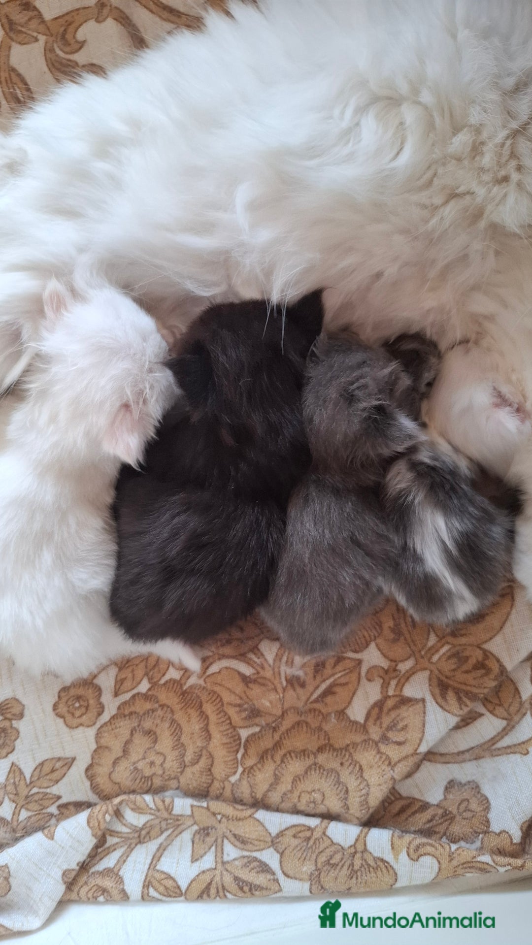 Persa gatos en venta: Gatitos persas pelo largo - Imagen 2