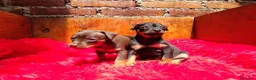 Pinscher Miniatura perros en venta: Pincher mini exóticos  en Ciudad Real - Anuncio 6