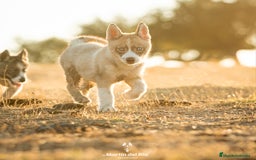 Husky Siberiano perros en venta: SIBERIAN HUSKY - AGOUTI  - Imagen 4