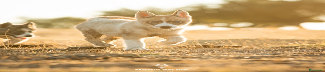 Cachorra 4