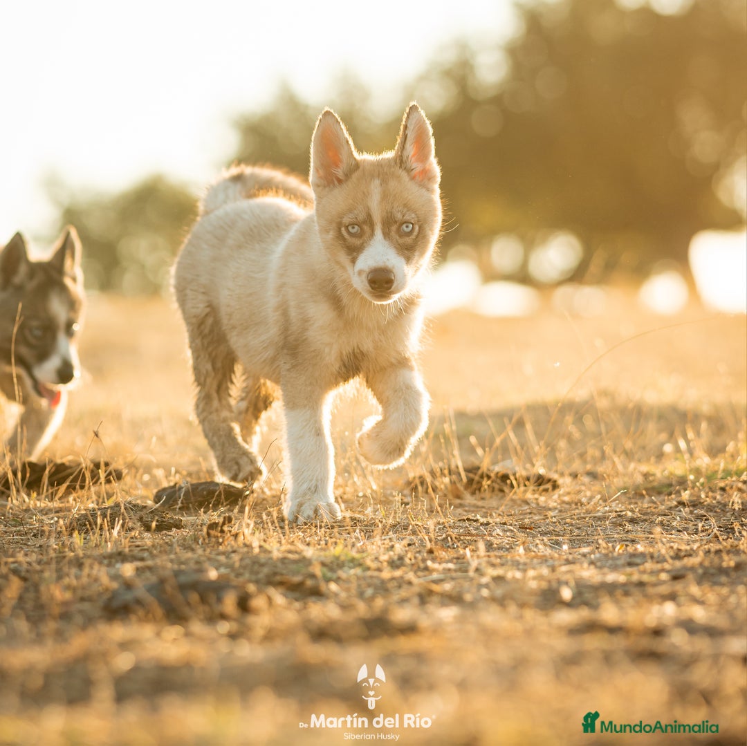 Husky Siberiano perros en venta: SIBERIAN HUSKY - AGOUTI  - Imagen 4