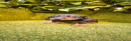 Teckel Miniatura perros en venta: teckel negro fuego miniatura  - Anuncio 11