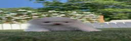 Pomerania perros en venta: POMERANIA  - Anuncio 36