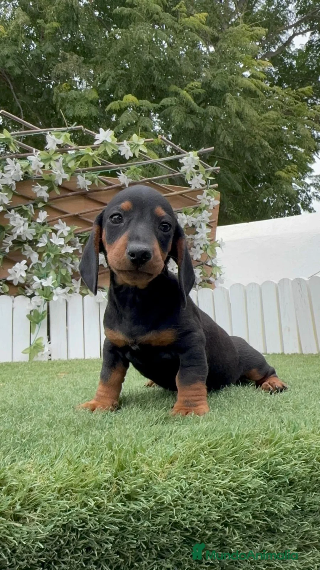 Teckel Miniatura perros en venta: TECKEL 💙- MINIATURA  - Anuncio 9