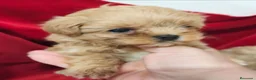 Maltipoo perros en venta: Maltipoo de maxima calidad - Anuncio 2