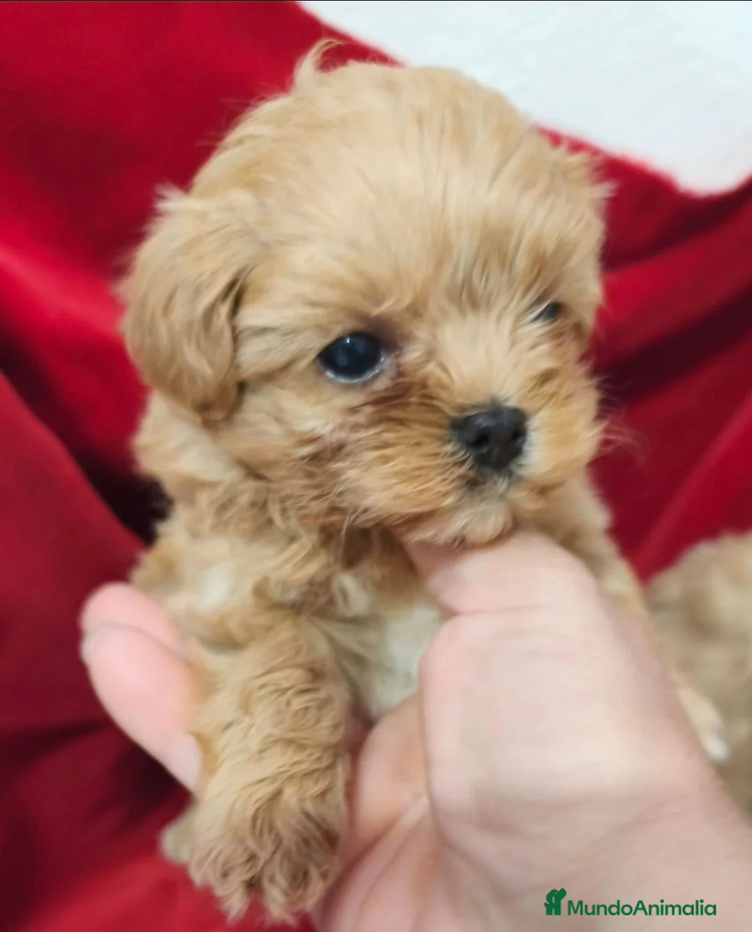 Maltipoo perros en venta: Maltipoo de maxima calidad - Anuncio 2