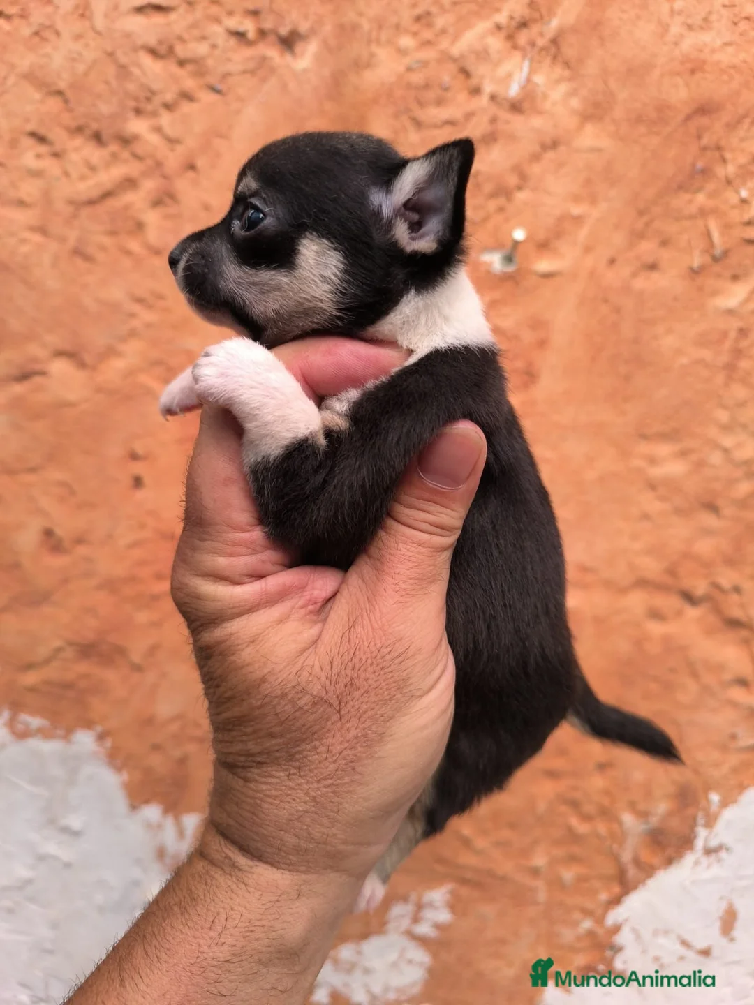 Chihuahua perros en venta: CHIHUAHUAS TOYS EXCLUSIVOS  - Anuncio 9