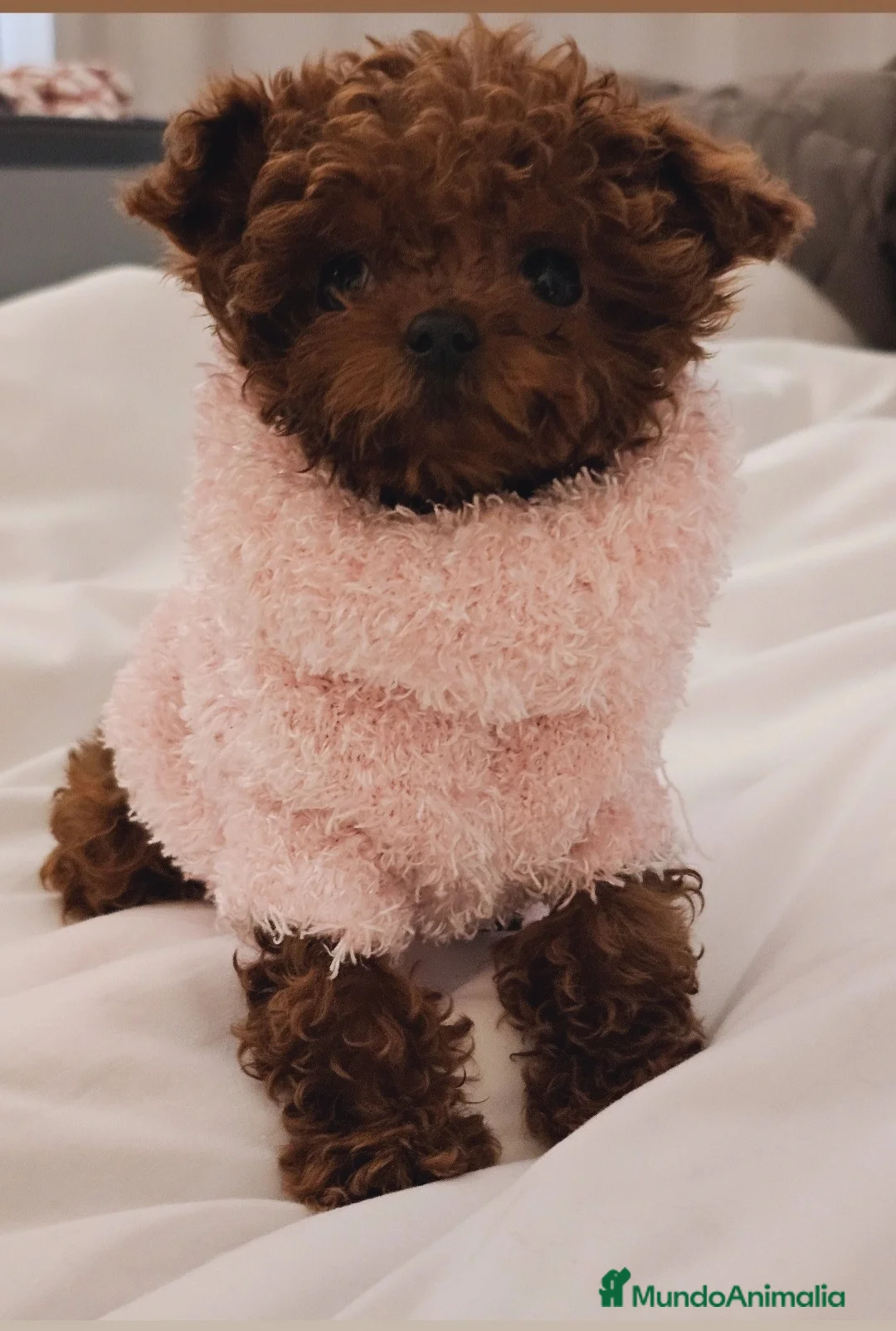 Caniche Toy perros en venta: CANICHE ASIÁTICO MINIATURA  - Anuncio 2