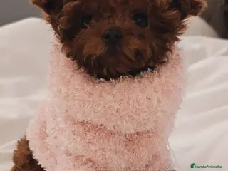 Caniche Toy perros CANICHE ASIÁTICO MINIATURA TEACUP - Anuncio 4