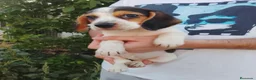 Beagle perros en venta: Beagle disponibles🐶🐾🔥 - Anuncio 2