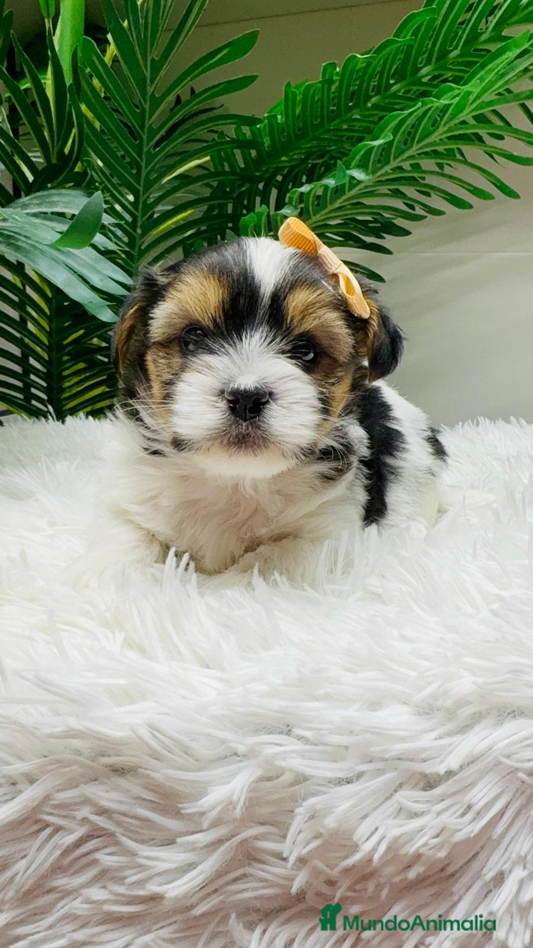 Yorkshire Terrier perros en venta: YORKSHIRE BIEWER MACHO - Anuncio 9