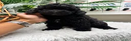 Caniche Enano perros en venta: CANICHE ENANA 🎀 - Anuncio 12