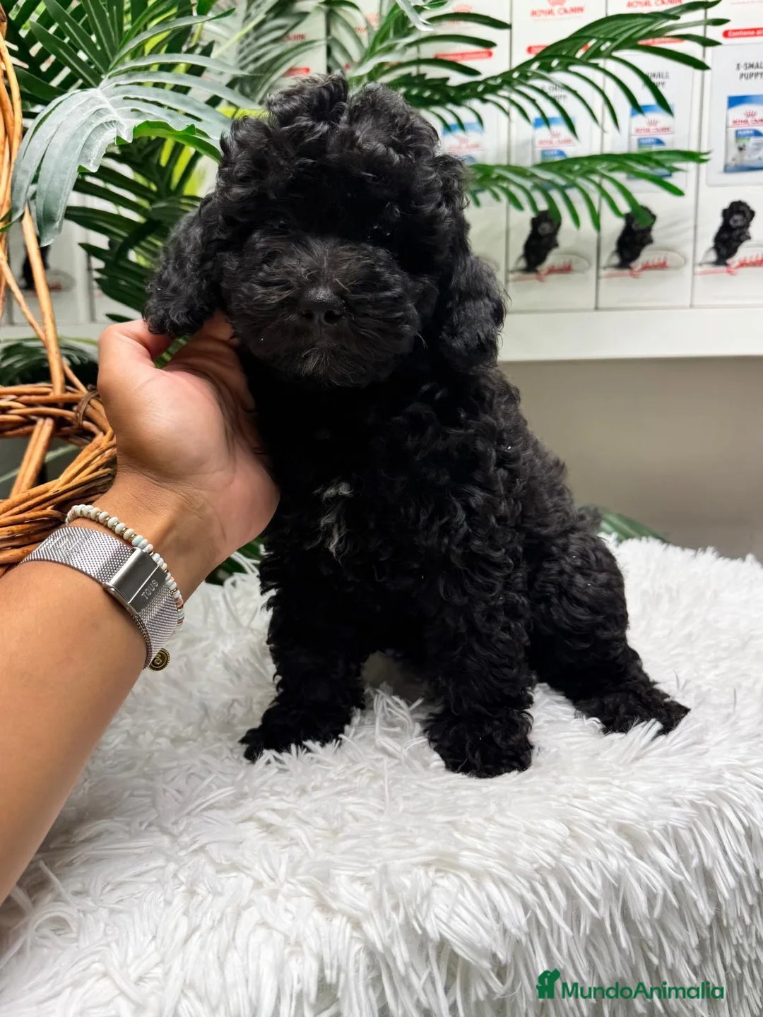 Caniche Enano perros en venta: CANICHE ENANA 🎀 - Anuncio 12