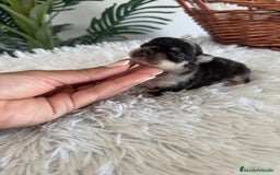 Chihuahua perros en venta: CHIHUAHUA HEMBRA MERLE - Imagen 2