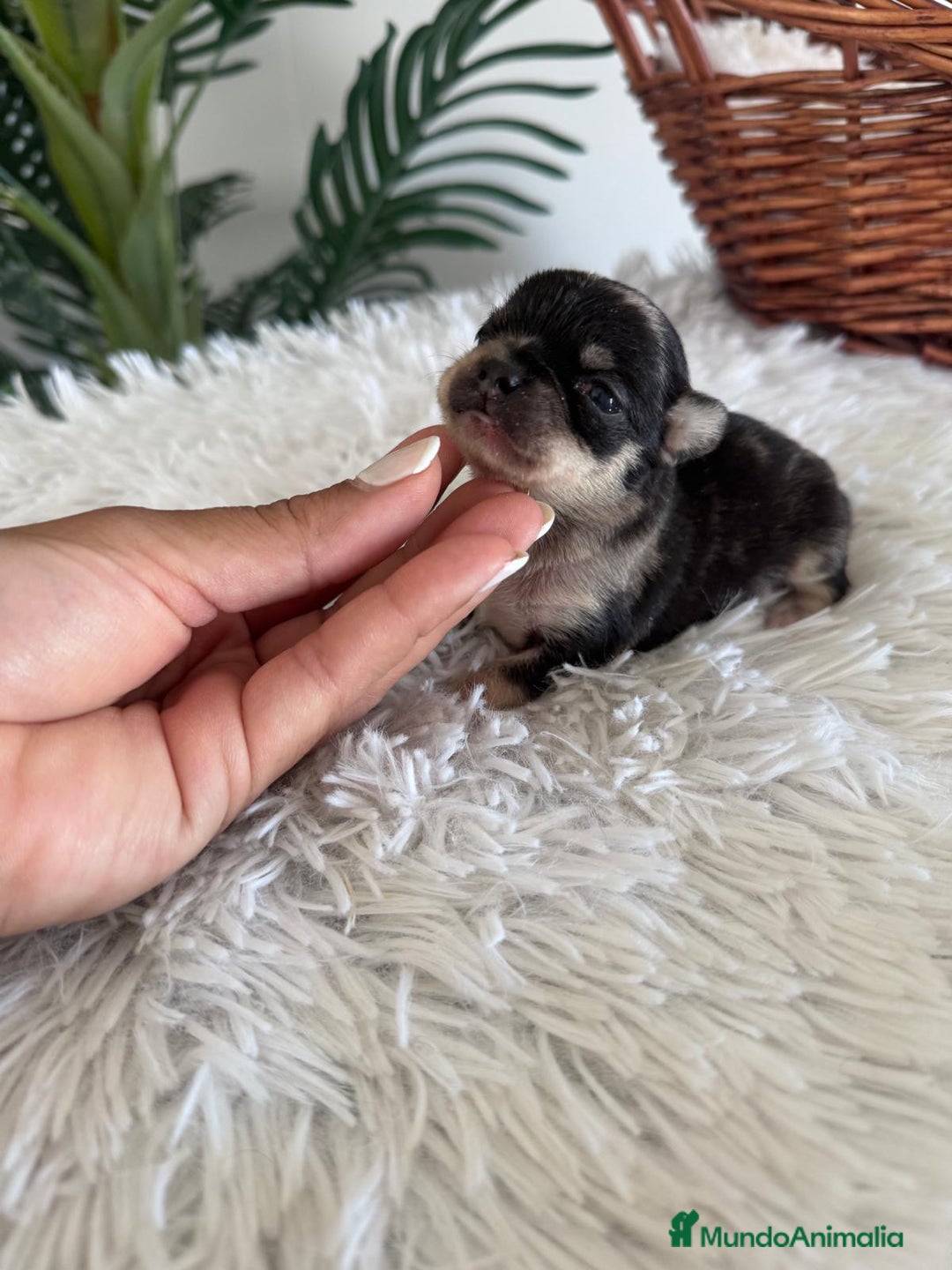 Chihuahua perros en venta: CHIHUAHUA HEMBRA MERLE - Imagen 2