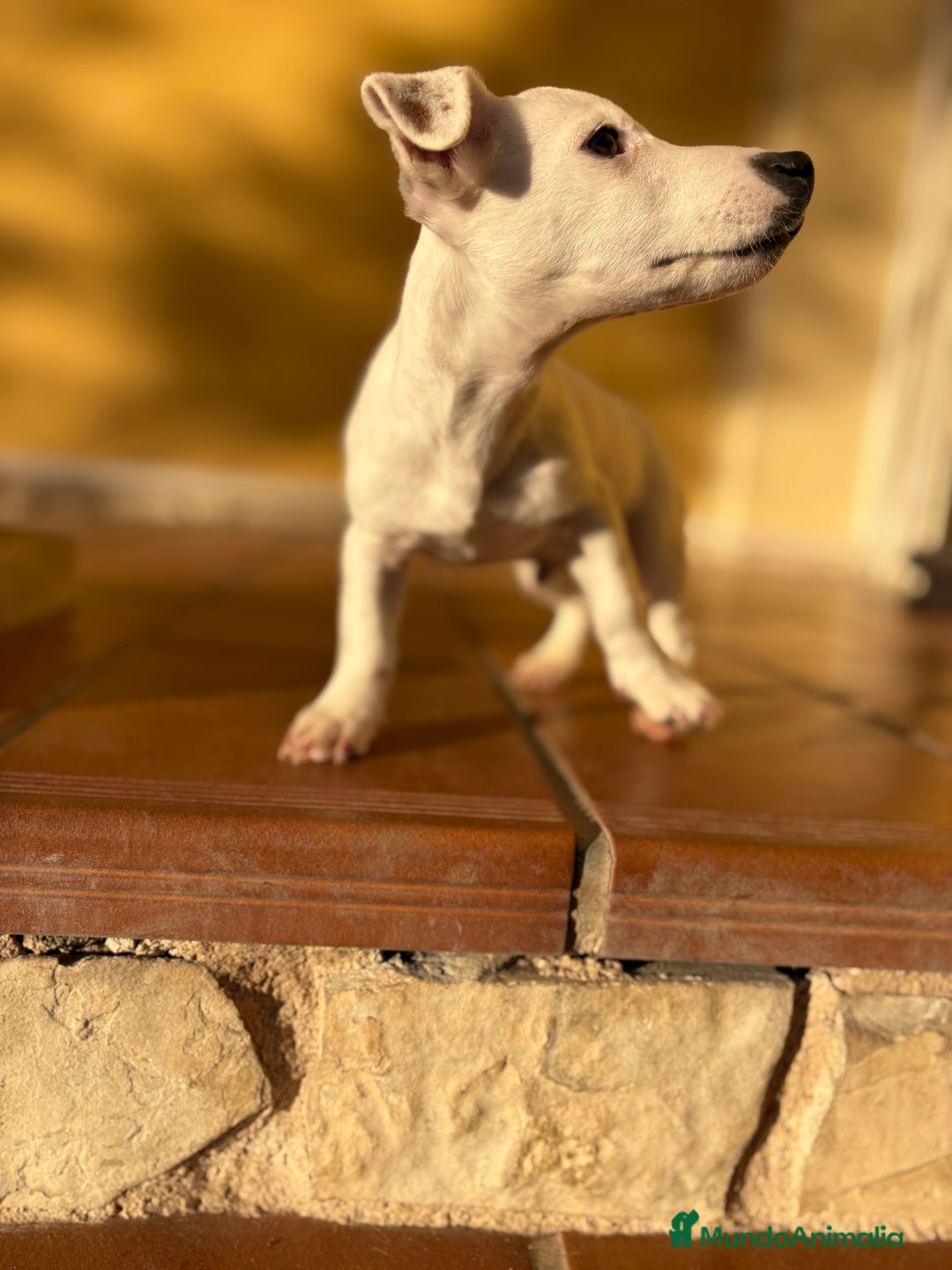 Jack Russell Terrier perros en venta: Cachorro macho de Jack Russell  - Anuncio 6