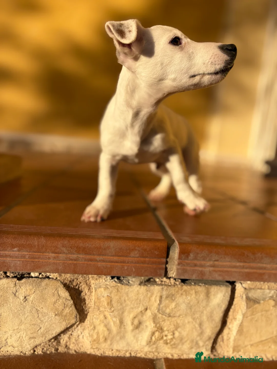 Jack Russell Terrier perros en venta: Cachorro macho de Jack Russell  - Anuncio 6