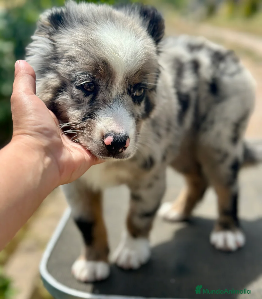 Pastor Australiano perros en venta: IMPRESIONANTE AUSSIE MINI MERLE - Anuncio 5