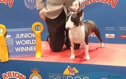 Bull Terrier Miniatura perros en venta: Bullterrier mini hembra excelentes líneas  - Anuncio 9