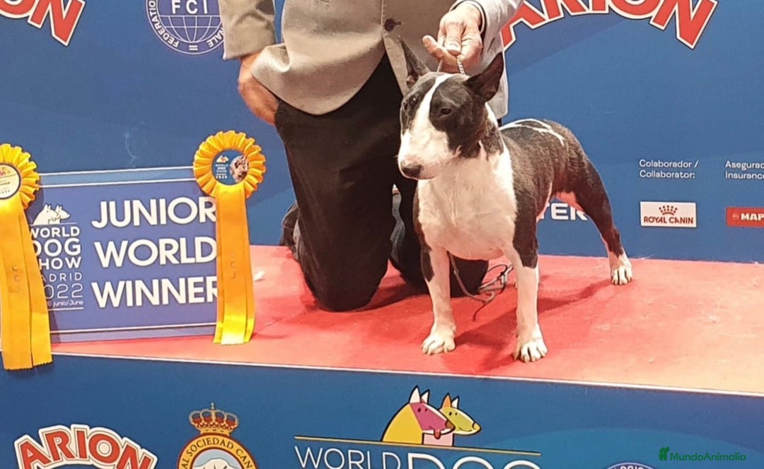 Bull Terrier Miniatura perros en venta: Bullterrier mini hembra excelentes líneas  - Anuncio 9