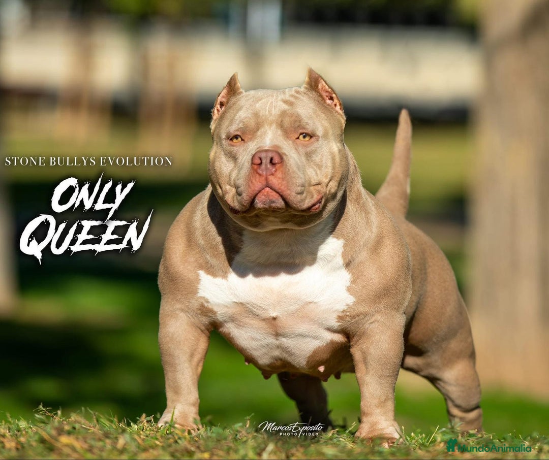 American Bully perros en venta: 💎🐾 CACHORROS AMERICAN BULLY – ¡LA MEJOR LÍNEA! - Imagen 18