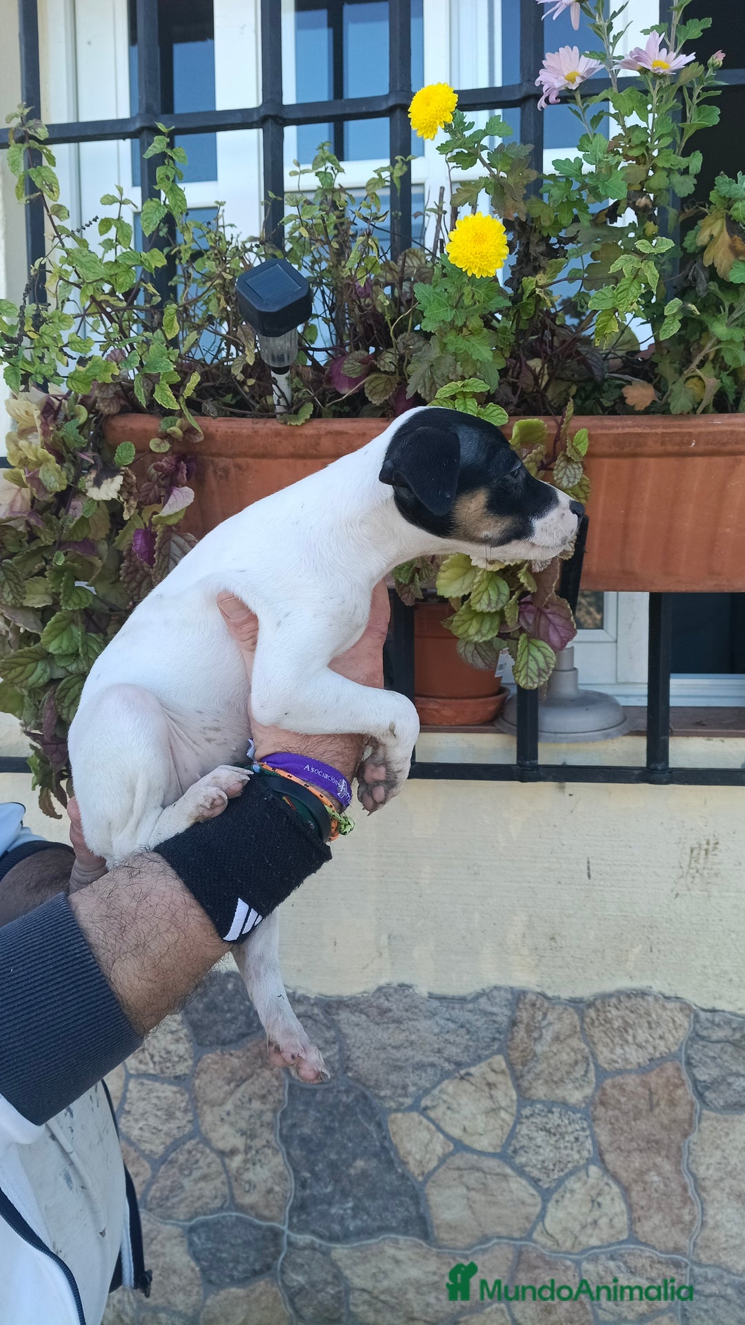 Ratonero Bodeguero Andaluz perros en venta: Hembra bodeguera  - Anuncio 1