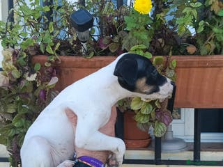 Ratonero Bodeguero Andaluz perros Hembra bodeguera - Anuncio 1