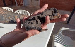 Teckel Miniatura perros en venta: Teckel Miniatura  - Imagen 13