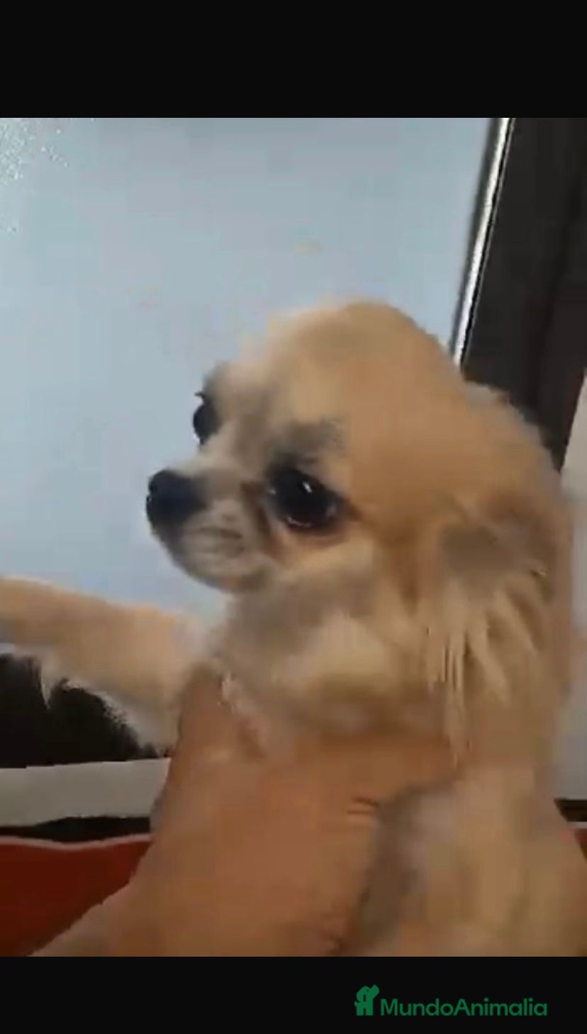 Chihuahua perros Cachorritos chihuahua  - Anuncio 1