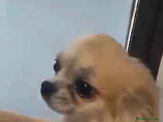 Chihuahua perros Cachorritos chihuahua - Anuncio 1