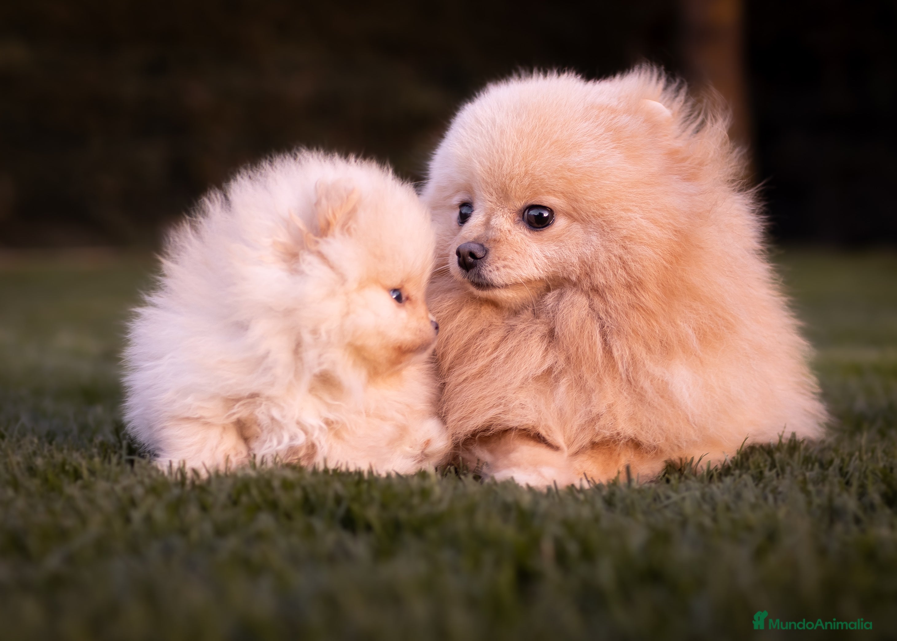 Pomerania perros Camada Pomerania Toy - Anuncio 1