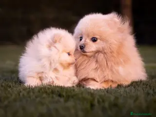 Pomerania perros en venta: Camada Pomerania Toy - Anuncio 2