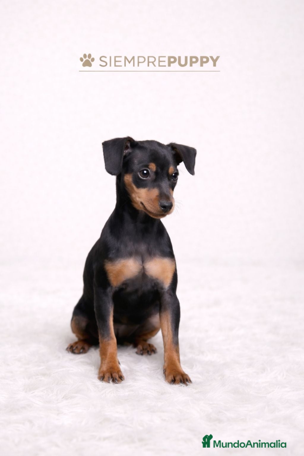 Pinscher Miniatura perros MINI PINSCHER HEMBRA - Anuncio 1