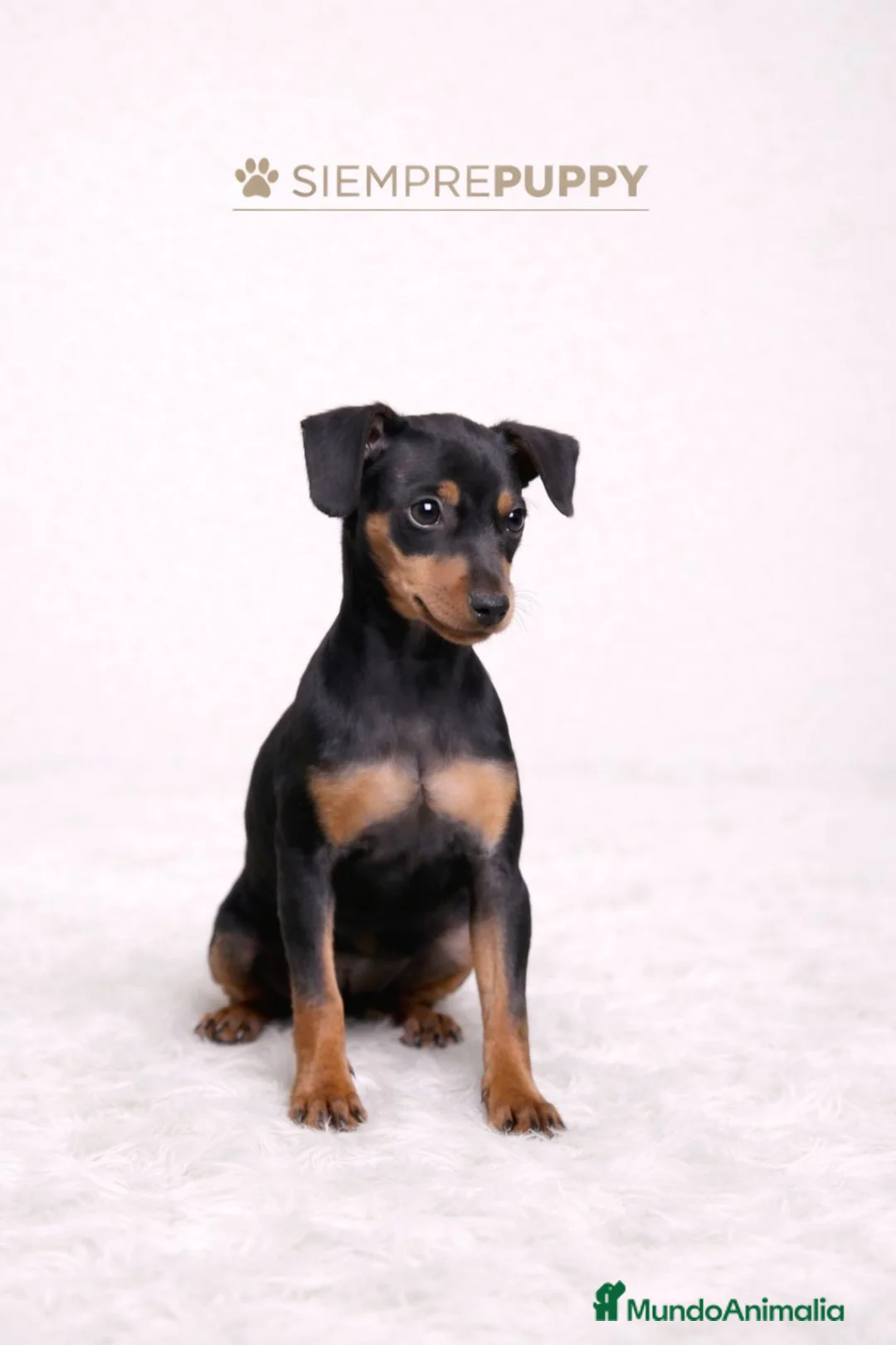 Pinscher Miniatura perros en venta: MINI PINSCHER HEMBRA - Anuncio 1