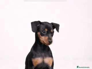 Pinscher Miniatura perros MINI PINSCHER HEMBRA - Anuncio 1