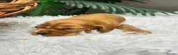 Cocker Spaniel Inglés perros en venta: COCKER SPANIEL INGLES DISPONIBLES - Anuncio 15