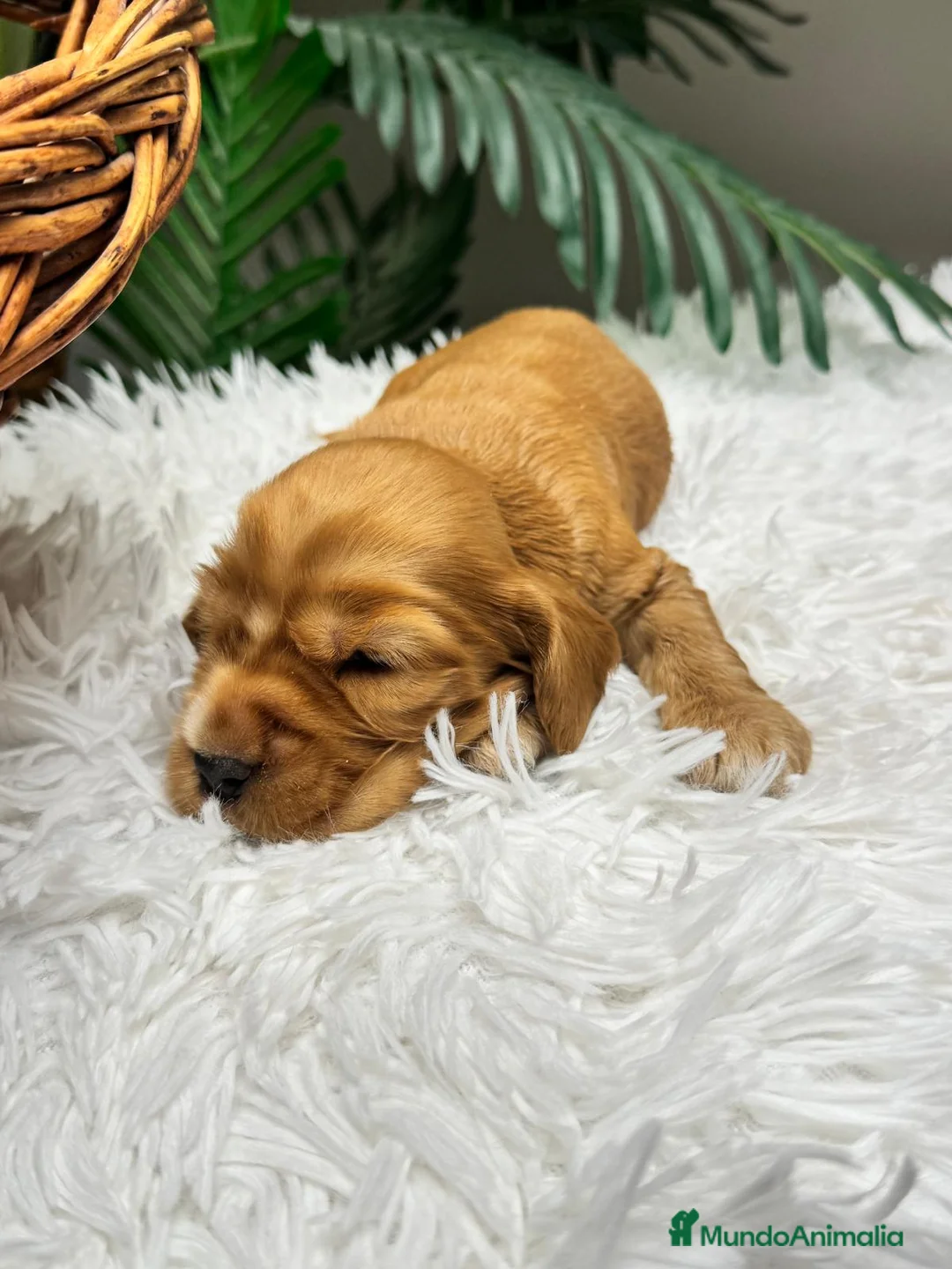 Cocker Spaniel Inglés perros en venta: COCKER SPANIEL INGLES DISPONIBLES - Anuncio 15
