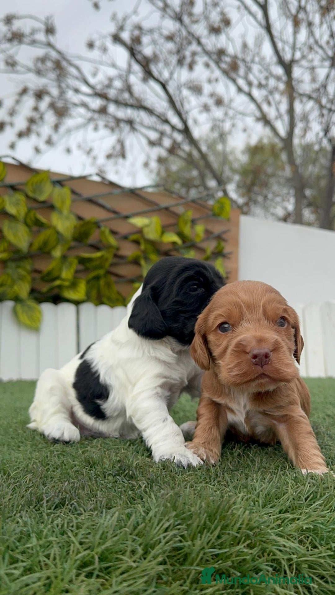 Cocker Spaniel Inglés perros en venta: COCKER SPANIEL INGLES - Anuncio 4