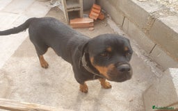 Rottweiler perros en venta: Espectacular cachorro  - Imagen 5