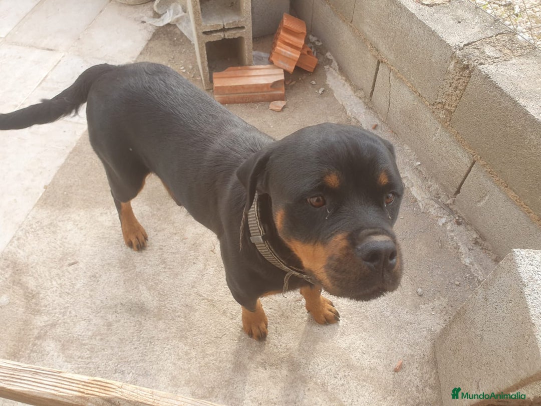 Rottweiler perros en venta: Espectacular cachorro  - Imagen 5