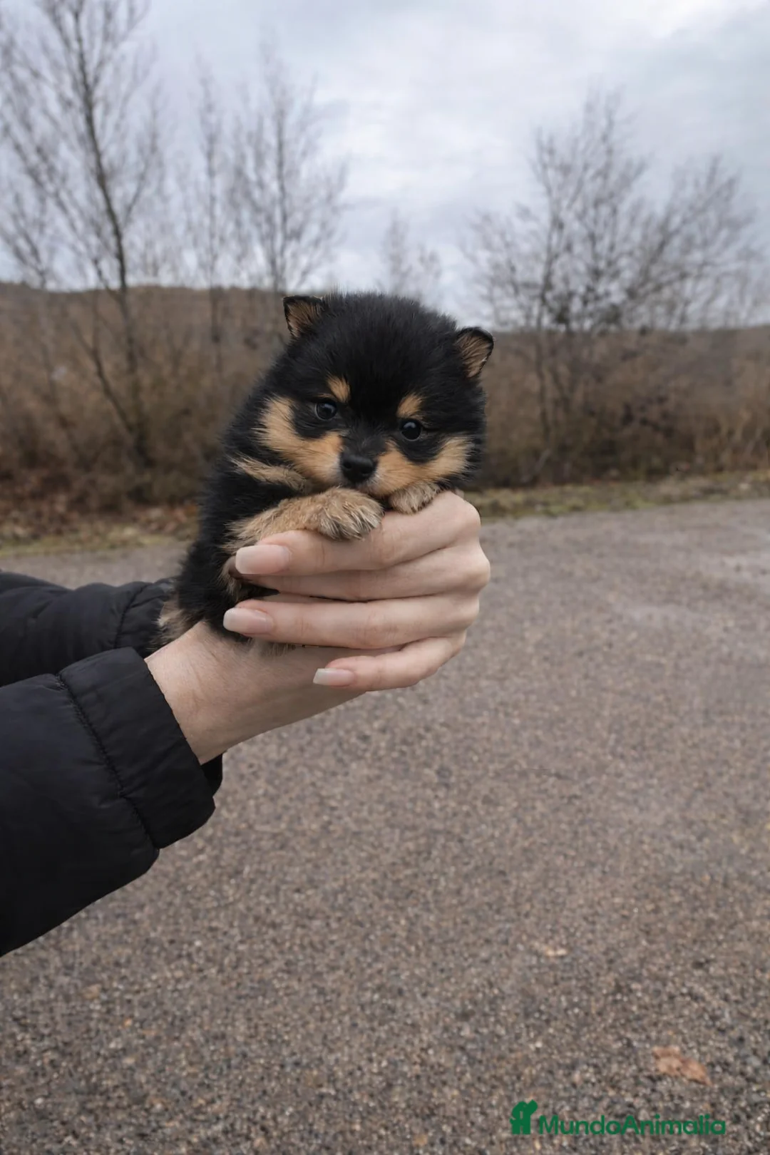 Pomerania perros en venta: Pomerania machos Black & Tan - Anuncio 5