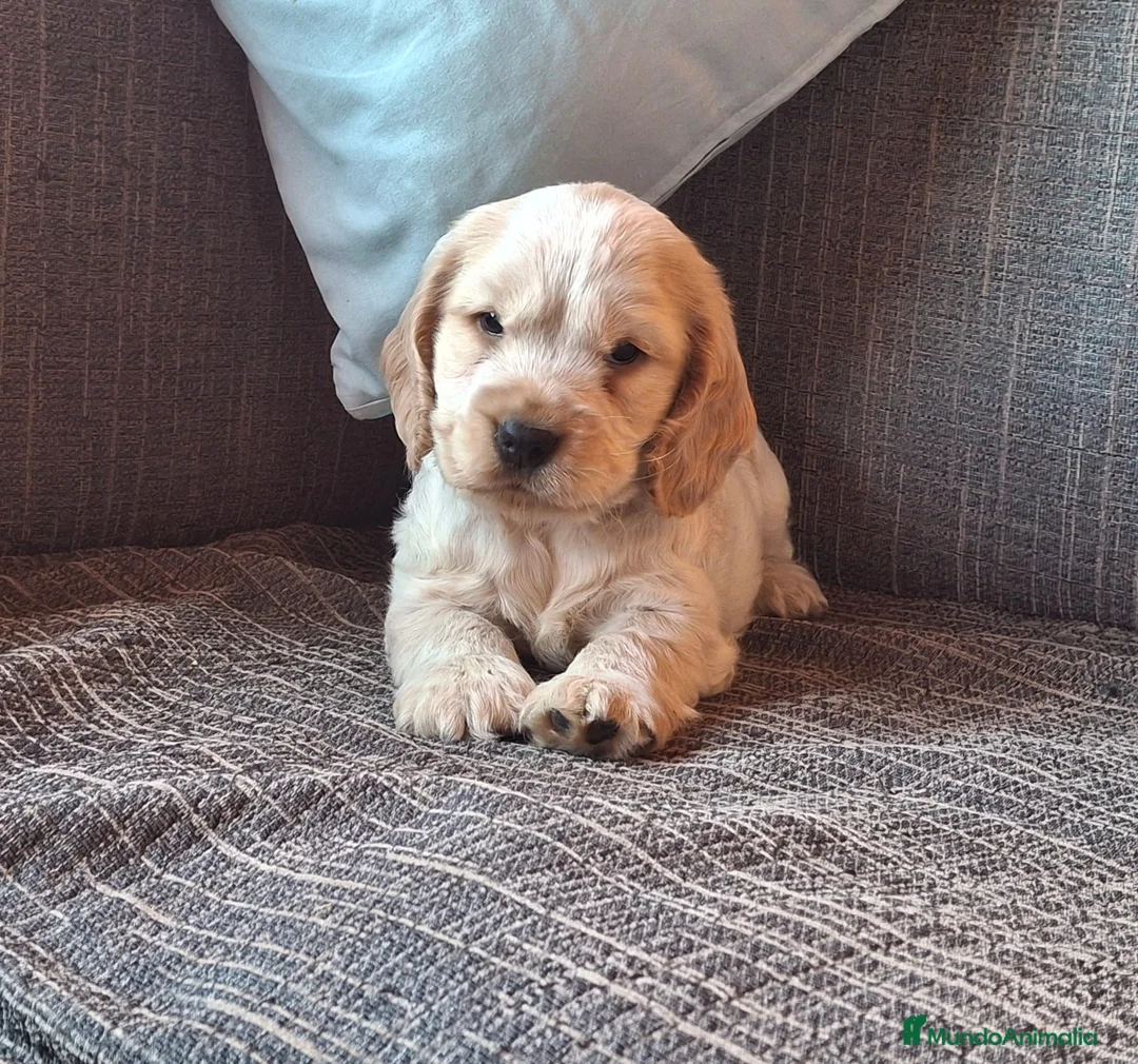 Cocker Spaniel Inglés perros en venta: Preciosos Cachorritos de Cocker Inglés 🐶🐾 - Anuncio 2