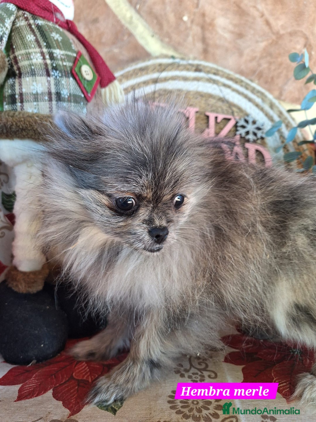 Pomerania perros en venta: Pomeranias merle,black merle¡¡Toy!! - Anuncio 3