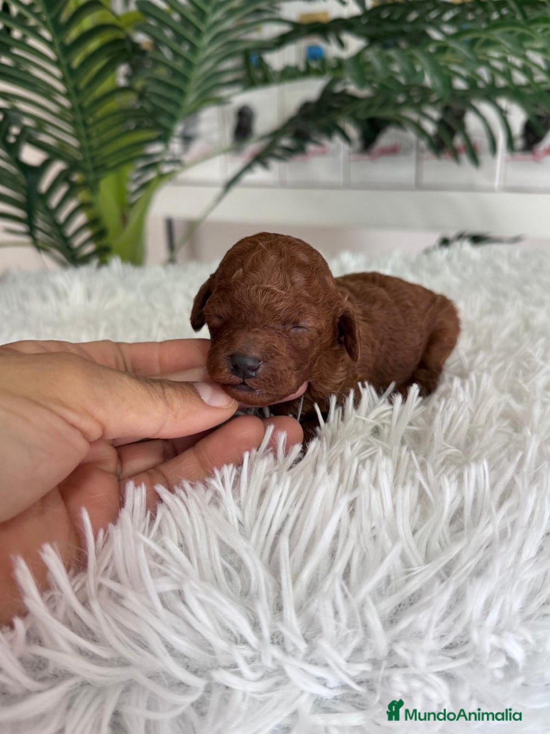 Caniche Toy perros en venta: CANICHE TOY ROJO - Anuncio 2